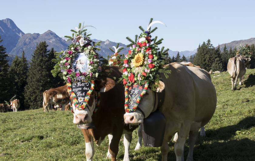 Geschmückte Kühe auf der Alm